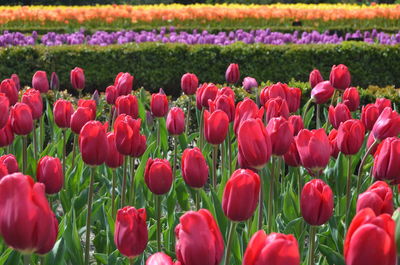 Close-up of pink tulips in field