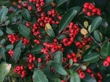 Close-up of red berries growing on plant