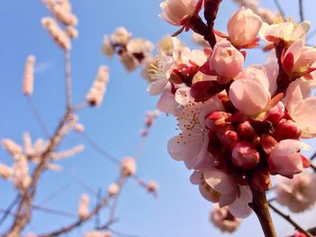 Low angle view of pink flowers blooming in park