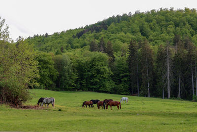 Horses grazing in a field