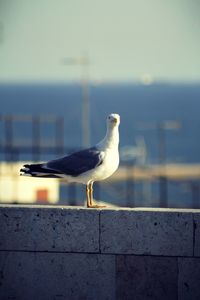 Close-up of seagull perching on retaining wall