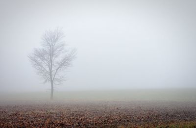 Bare trees on field against sky during foggy weather