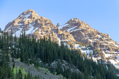 Pine trees against snowcapped mountains against clear sky