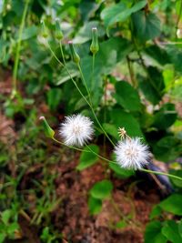 Close-up of dandelion flower on field