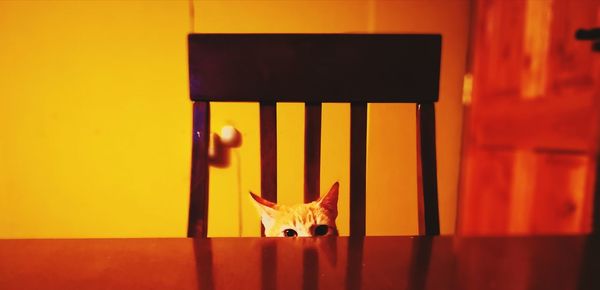 Portrait of cat on orange wall