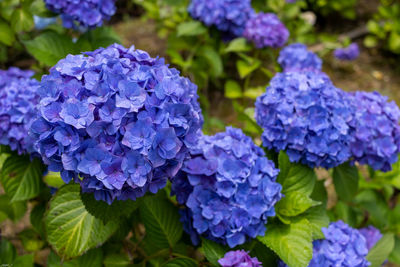 Close-up of purple hydrangea flowers