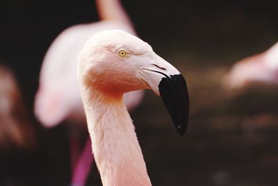 Close-up of flamingo