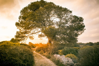 Road amidst trees on field against sky