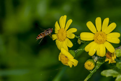 Close-up of insect on yellow flower