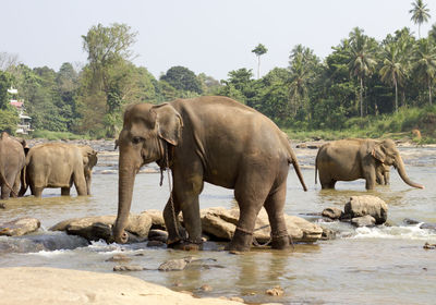 Horses in a river