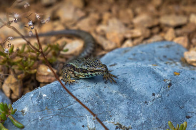 Close-up of lizard