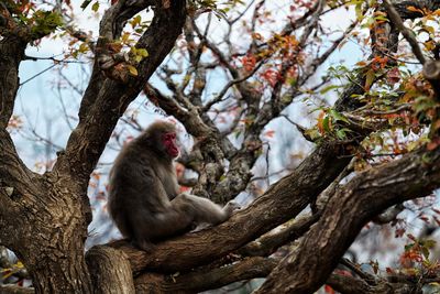 Low angle view of monkey sitting on tree