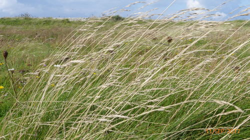 Close-up of wheat growing on field
