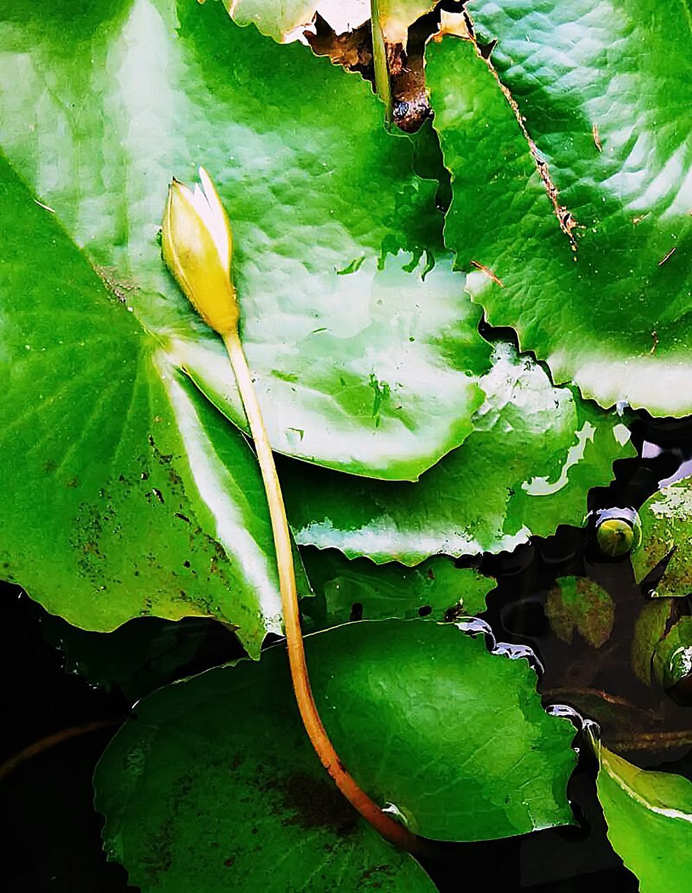 HIGH ANGLE VIEW OF WATER LILY LEAVES ON PLANT