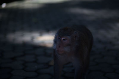 Close-up of monkey