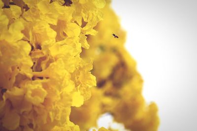 Close-up of yellow flowering plant against sky