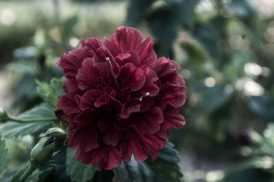 Close-up of pink flower