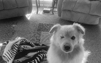 Portrait of a dog
