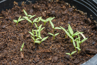 Close-up of plant growing on field