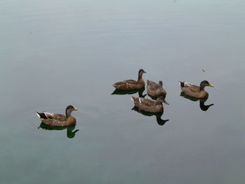 High angle view of mallard ducks in lake