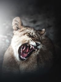 Close-up of a lioness