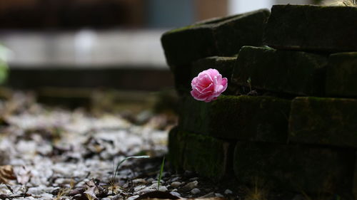 Close-up of pink rose