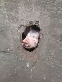 Pig peeking through hole on wooden plank