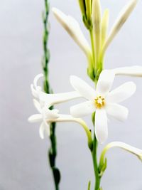 Close-up of white flowers