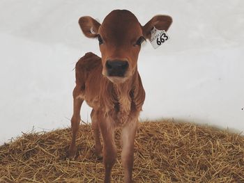 Portrait of cow standing outdoors