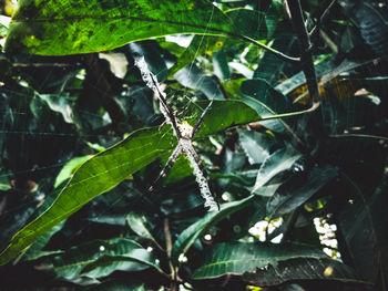 Close-up of insect on plant