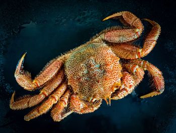 Close-up of crab in sea