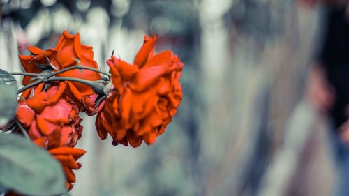 Close-up of orange flowering plant