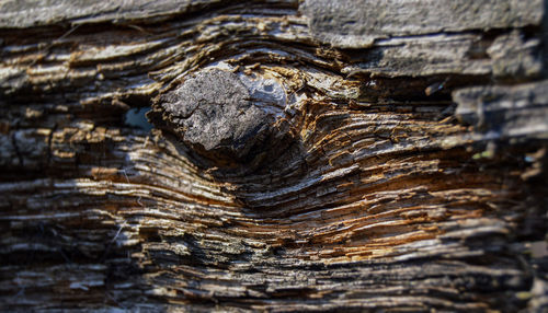 Close-up of tree trunk