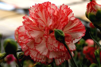 Close-up of red hibiscus flower