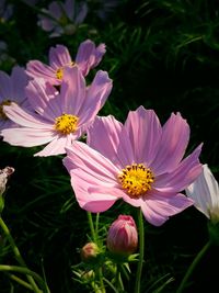 Close-up of pink cosmos flowers