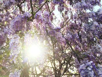Low angle view of sun shining through trees