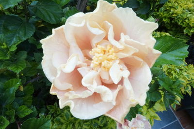 Close-up of white flower blooming outdoors