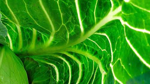 Full frame shot of green leaves