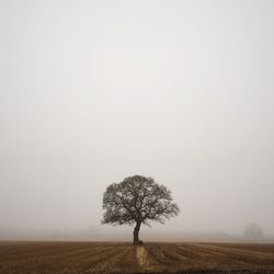 Trees on field against sky