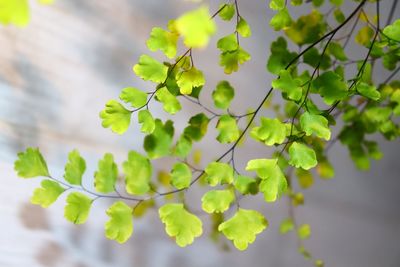 Close-up of green leaves on plant