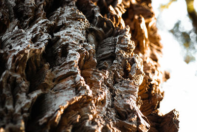 Close-up of tree trunk