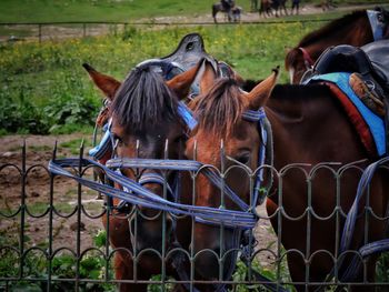 Close-up of horses standing on field