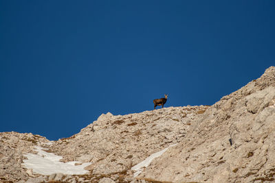 Low angle view of bird perching on rock