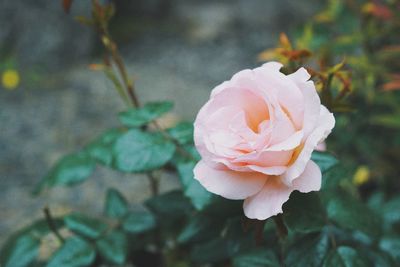 Close-up of rose against blurred background