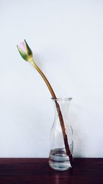 Close-up of rose in glass vase on table