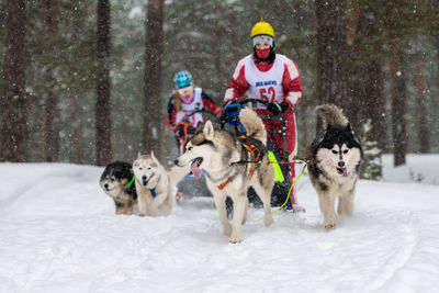 Full length of a dog on snow