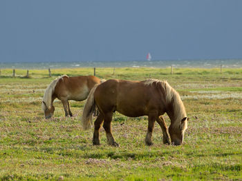 Beach and horses on juist