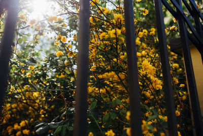 Close-up of yellow flowering plants and trees