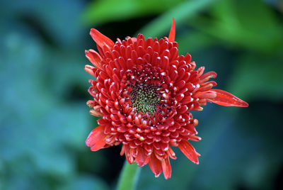 Close-up of red flower blooming outdoors