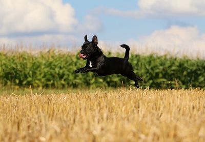 Black dog running on field